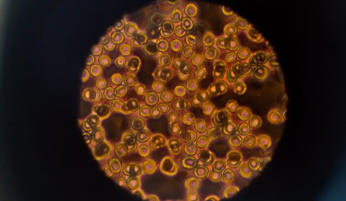 image for article on Robert Hooke cells