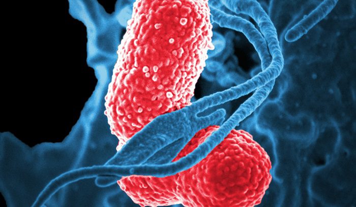 digitally colorized scanning electron microscopic (SEM) image, depicts a blue-colored, human white blood cell, (WBC) known specifically as a neutrophil, interacting with two pink-colored, rod shaped, multidrug-resistant (MDR), Klebsiella pneumoniae bacteria, for article on pneumococcal vaccine, for article on pneumococcal vaccines