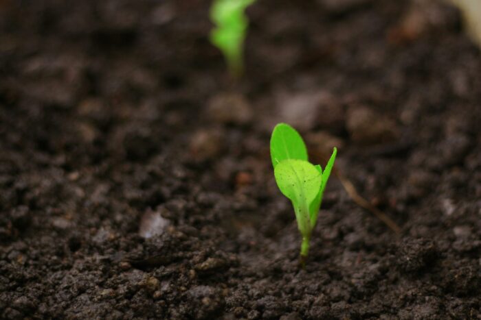 Hands pressing a seedling into dark soil for an article about tree planting Ethiopia