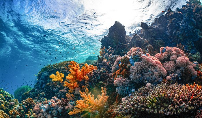 Coral underwater, for article on marine protected area