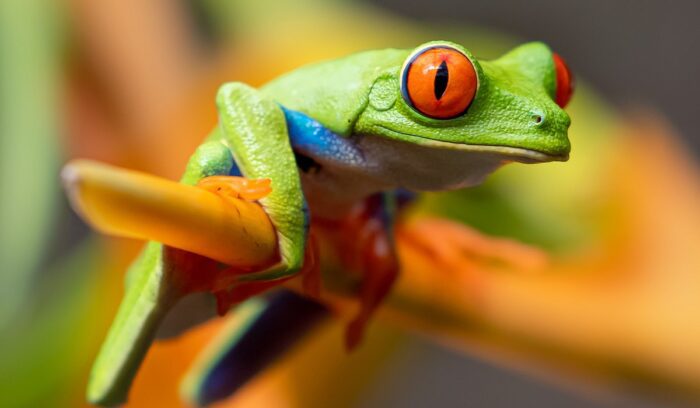Frog, for article on 30x30 biodiversity deal