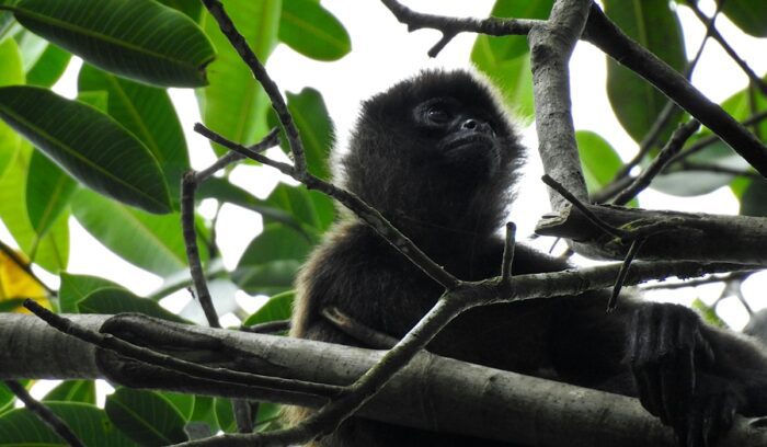 Howler monkey, for article on howler monkey rewilding