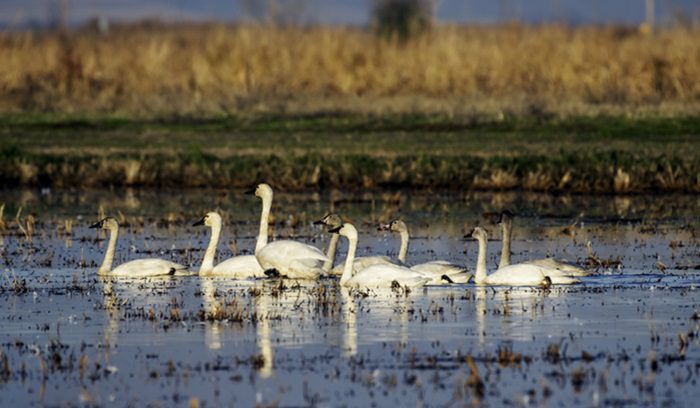 Nervous Swans in the Rice Fields, for article on tidal habitat restoration