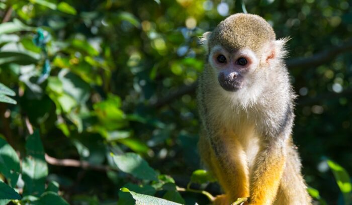 Squirrel monkey, for article on Indigenous-led land management