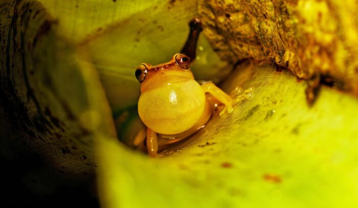 Tree frog, for article on yasuní national park