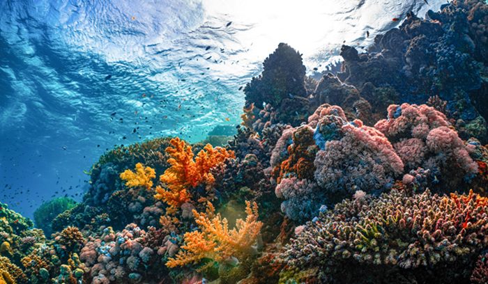 Sunlight filtering through open ocean water for an article about the High Seas Treaty entering into force