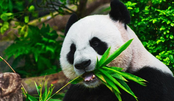 A giant panda resting in bamboo forest for an article about giant panda conservation — 12 words.